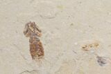 Fossil Mantis Shrimp (Pseudosculda) - Lebanon #147185-2